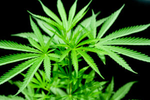 Marijuana decriminalization and reform efforts.